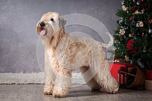 Dog. Irish soft coated wheaten terrier on Christmas background