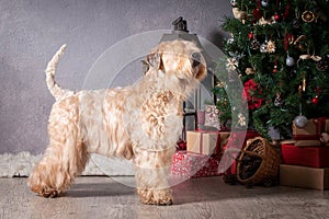 Dog. Irish soft coated wheaten terrier on Christmas background