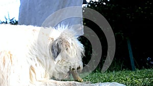 Dog Irish Wolfhound gnaw bones