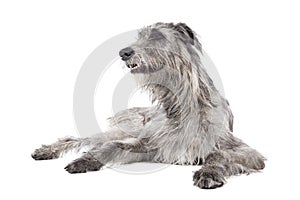 Dog (Irish Wolfhound) photo