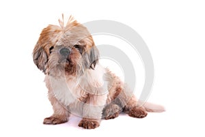 Dog isolated on white