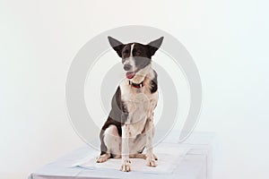 Dog on isolated white background.