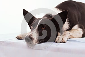 Dog on isolated white background.