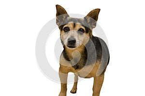Dog isolated in white background