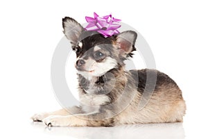 Dog isolated on white background