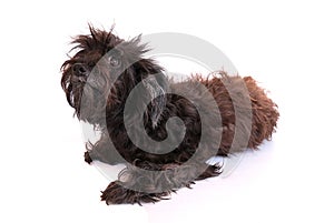 Dog isolated on white background