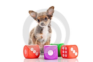 Dog isolated on white background toys