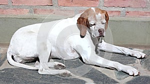 Dog - Istrian Shorthaired Hound
