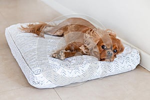 Dog on its bedding
