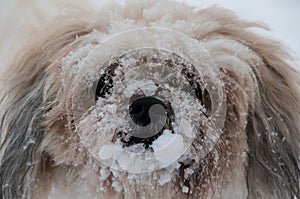 Dog with its nose covered in snow