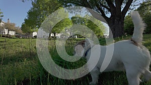 Dog jack russell chewing, cleaning teeth in the grass. Pet care.