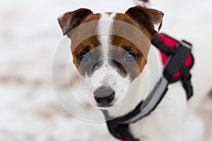 Dog Jack Russell close-up portrait, beautiful babe
