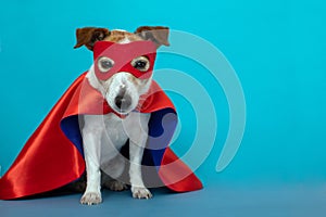 Dog jack russell super hero costume photo