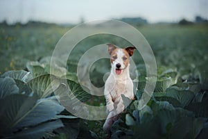 Dog Jack Russell Terrier