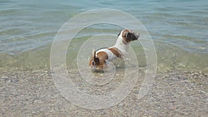Dog Jack Russell Terrier bathe and swim in a sea