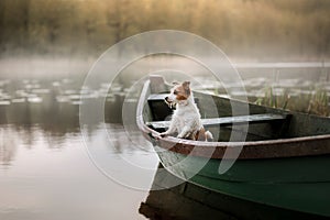 Dog Jack Russell Terrier in a boat