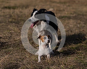 Dog jack russell terrier and border collie walking in the park in autumn.