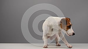 Dog jack russell terrier catches food from the nose on a white background.