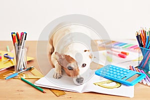 Dog Jack Russell Terrier and chool supplies background. Back to school concept. Items for school. Office desk with copy space.