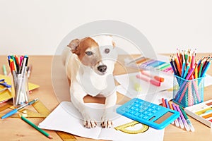 Dog Jack Russell Terrier and chool supplies background. Back to school concept. Items for school. Office desk with copy space.