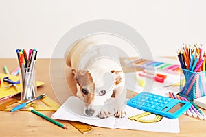 Dog Jack Russell Terrier and chool supplies background. Back to school concept. Items for school. Office desk with copy space.