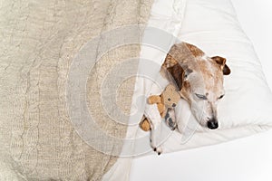 dog Jack Russell terrier cuddling in white bed covered with blanket