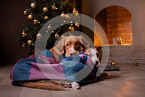 Dog Jack Russell Terrier and Dog Nova Scotia Duck Tolling Retriever . Christmas season 2017, new year