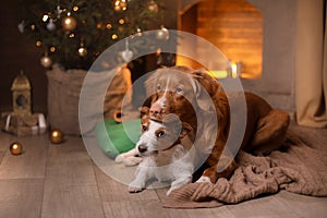 Dog Jack Russell Terrier and Dog Nova Scotia Duck Tolling Retriever . Happy New Year, Christmas, pet in the room the Christmas