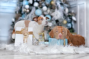 Dog Jack Russell Terrier and Dog Nova Scotia Duck Tolling Retriever holiday, Christmas and New Year