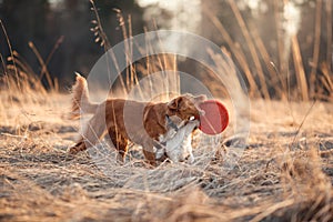 Dog Jack Russell Terrier and Dog Nova Scotia Duck Tolling Retriever walking in the park