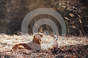 Dog Jack Russell Terrier and Dog Nova Scotia Duck Tolling Retriever walking in the park