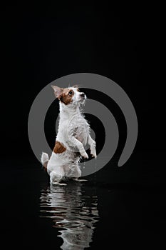 Dog Jack Russell Terrier, dogs play, jump, run, move in water