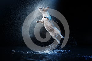 Dog Jack Russell Terrier, dogs play, jump, run, move in water