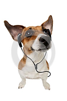 Dog Jack Russell Terrier with earphones