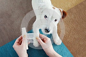 Dog Jack Russell Terrier getting bandage after injury on his leg at home. Pet health care, medical treatment, first aid concept