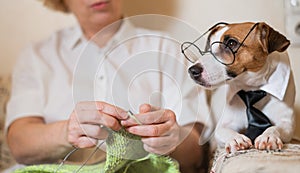 Dog jack russell terrier in glasses and a tie next to an elderly caucasian woman with knitting