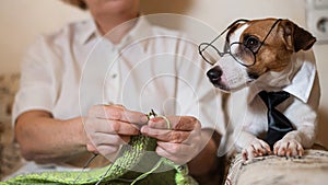 Dog jack russell terrier in glasses and a tie next to an elderly caucasian woman with knitting