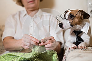 Dog jack russell terrier in glasses and a tie next to an elderly caucasian woman with knitting