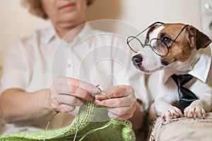 Dog jack russell terrier in glasses and a tie next to an elderly caucasian woman with knitting