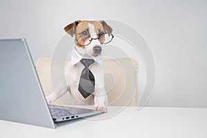 Dog jack russell terrier in glasses and a tie sits at a desk and works at a computer on a white background. Humorous