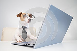 Dog jack russell terrier in glasses and a tie sits at a desk and works at a computer on a white background. Humorous