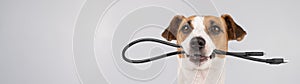 Dog jack russell terrier gnaws on a black usb wire on a white background. Copy space.