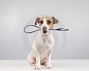 Dog jack russell terrier gnaws on a black usb wire on a white background.