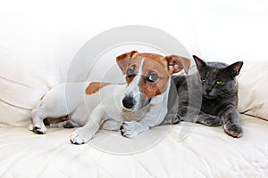 Dog jack russell terrier and gray cat sit on a white sofa after pranks guilty, on a white background photo