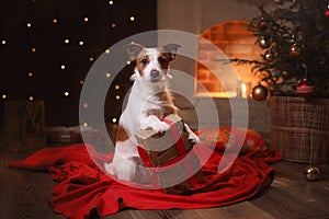 Dog Jack Russell Terrier. Happy New Year, Christmas, pet in the room