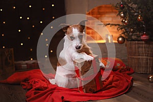 Dog Jack Russell Terrier. Happy New Year, Christmas, pet in the room