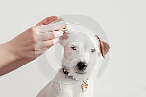Dog Jack Russell Terrier having ear examination at veterinary clinic. Woman cleaning dogs ear at grooming salon. White background
