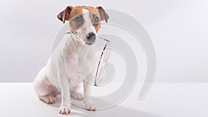 Dog jack russell terrier holds glasses in his mouth on a white background