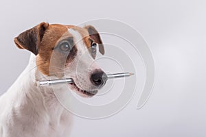 Dog Jack Russell Terrier holds a simple pencil in his mouth on a white background