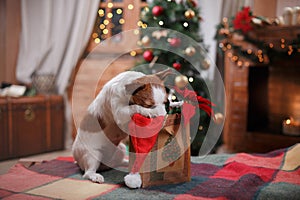 Dog Jack Russell Terrier holiday, Christmas